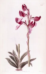 Ilustração de Anacamptis papilionacea